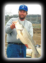 Striped Bass