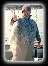 33 lb striper